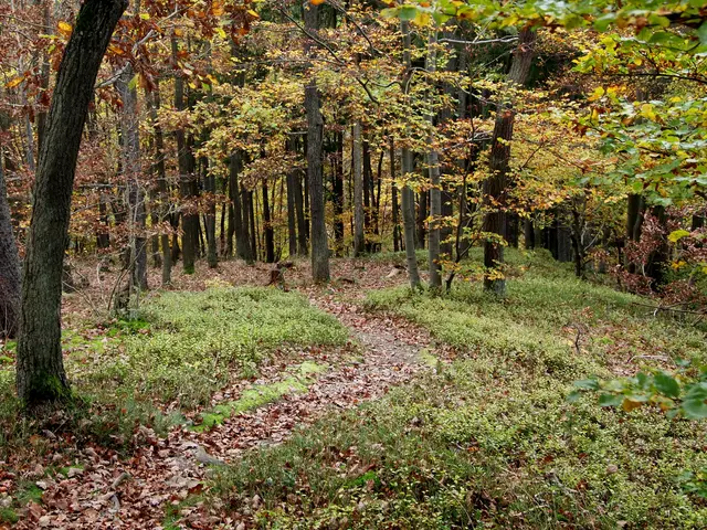 The image shows a trail winding through a wooded area with trees and grass on either side. The...