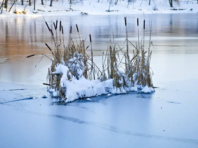 The image shows a frozen lake with reeds in the foreground and trees in the background. The lake is...