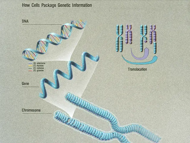 The image shows a poster with a diagram of a DNA molecule and text that explains how cells package...
