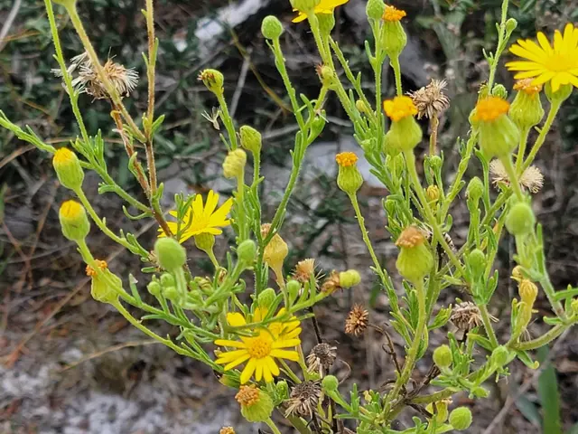 The image shows a plant with bright yellow flowers and buds in the middle of a snowy field,...