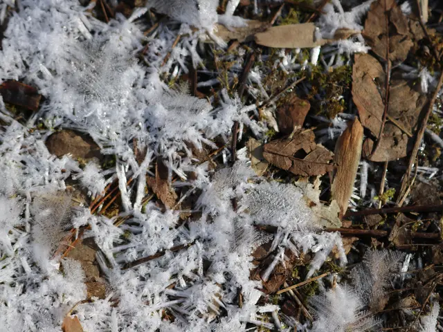The image shows a close up of a pile of snow on the ground, with a few dry leaves scattered around....