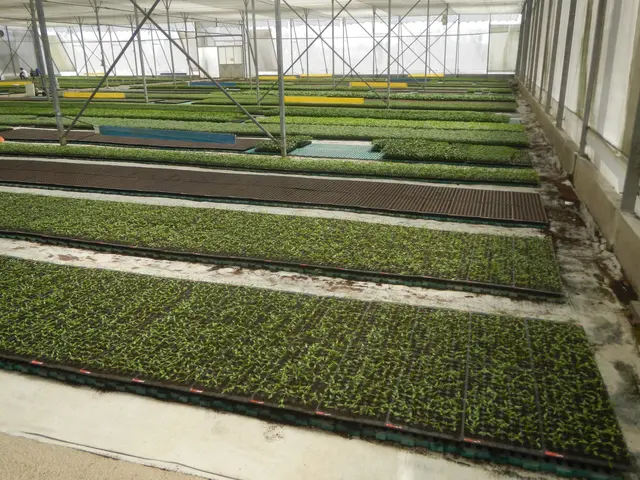 The image shows a greenhouse filled with lots of green plants growing in it. On the right side of...