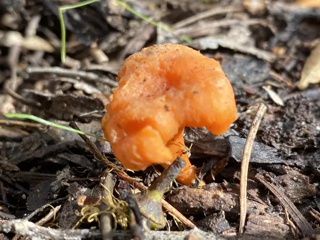 The image shows an orange Gyromitra infula mushroom on the ground in the woods surrounded by dried...