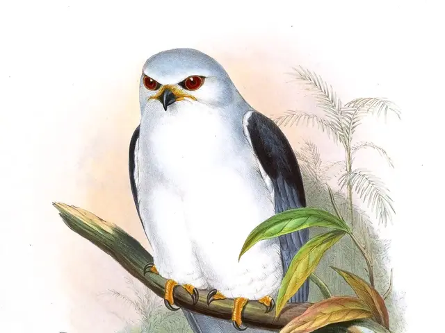 The image shows a black-shouldered kite perched atop a tree branch, its white and black feathers...