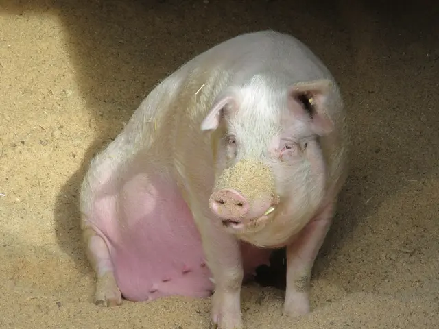 The image shows a pink pig laying in the sand on a farm. Its fur is a mix of pink and white, and...