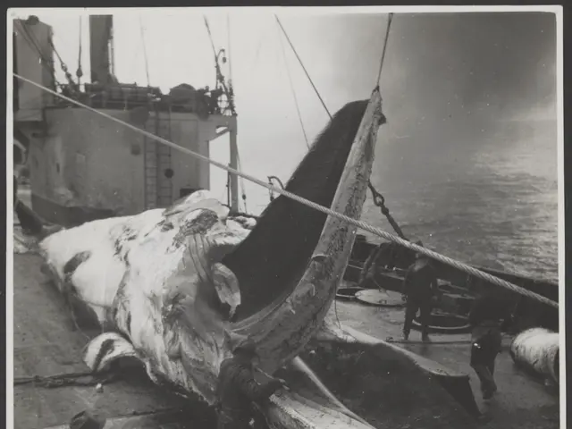 The image shows a black and white photo of a whale being lifted from the water by a boat, with a...