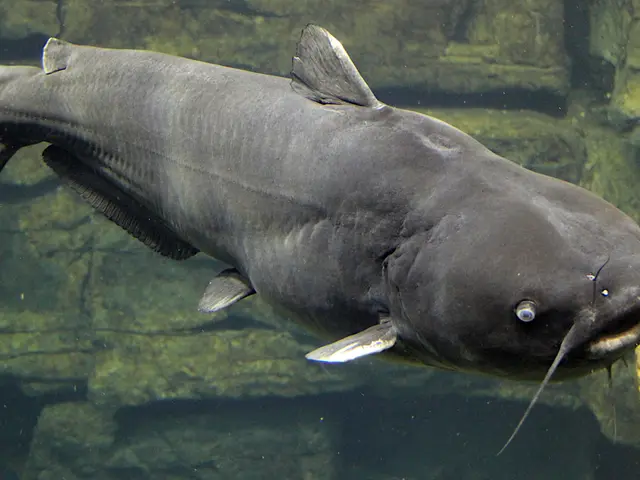 The image shows a large catfish swimming in the water with its mouth open, surrounded by rocks in...