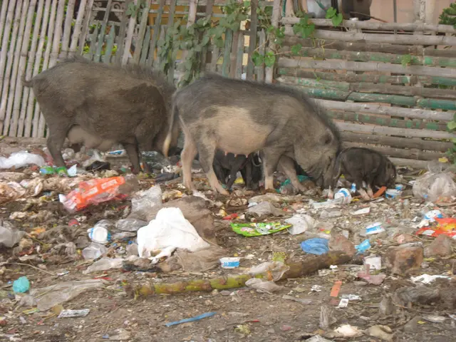 The image shows three wild boars standing on top of a pile of trash in front of a wooden fence,...