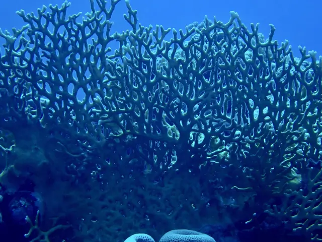 The image shows a close up of a bleached coral reef in the ocean. The coral is a vibrant blue...