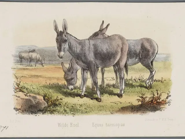 The image shows two donkeys grazing in a field, surrounded by lush green grass and plants. The sky...