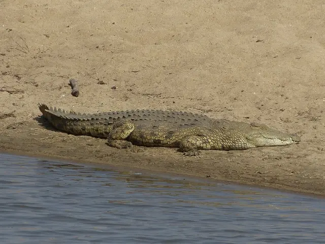 The image shows a large crocodile laying on top of a sandy beach next to a body of water. The...