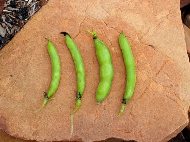 The image shows three green fava beans sitting on top of a rock, surrounded by stones and dried...