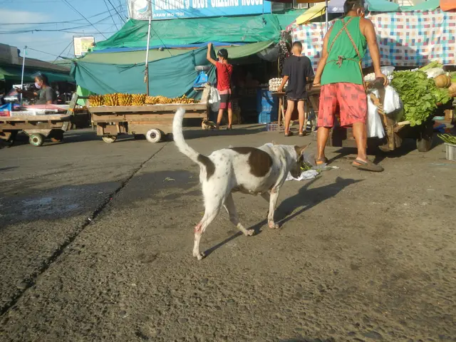The image shows a dog walking down a dirt road next to a market, with a group of people standing on...