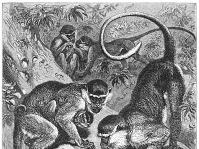 The image shows a black and white engraving of two monkeys sitting on a tree branch surrounded by...