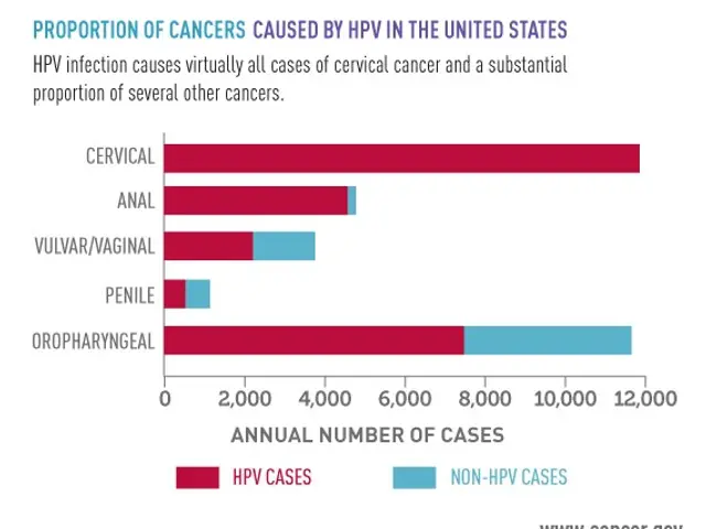 The image shows a bar chart depicting the proportion of cancers caused by HPV in the United States....