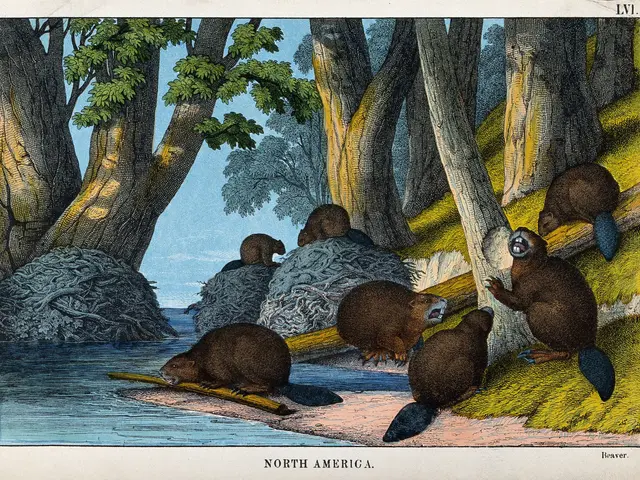 The image shows a group of beavers in the woods, surrounded by trees, grass, and water. At the...