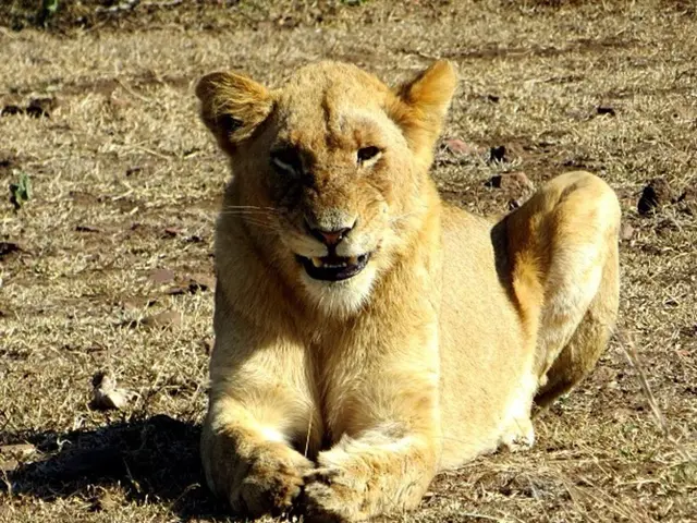 This is lion in the grass.