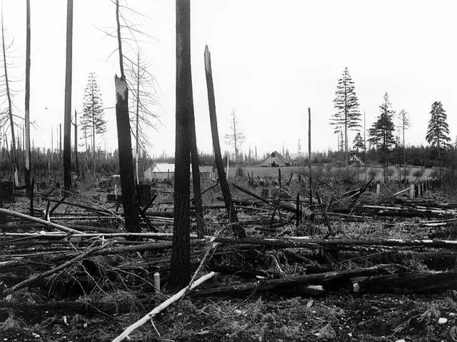 The image shows a black and white photo of a forest with a number of trees in the foreground and a...