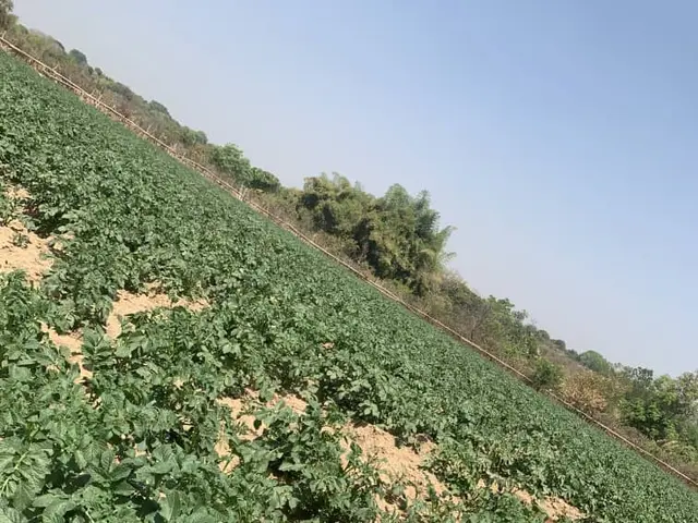 The image shows a field of potato plants growing in the middle of a dirt field, with trees in the...