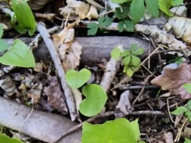 The image shows a tick crawling on a green leaf in the woods, surrounded by dried leaves and wooden...