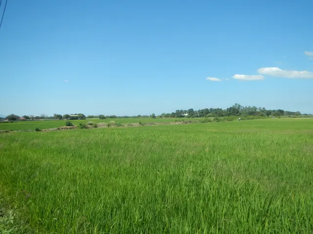 The image shows a lush green field of paddy with trees in the background and clouds in the sky. On...