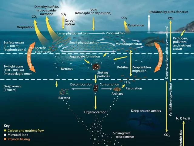 The image shows a diagram of the life cycle of a fish in the ocean, with a hill on the right side...