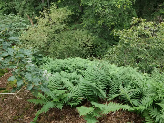 The image shows a lush green forest filled with lots of trees and ferns, with a common polypody in...