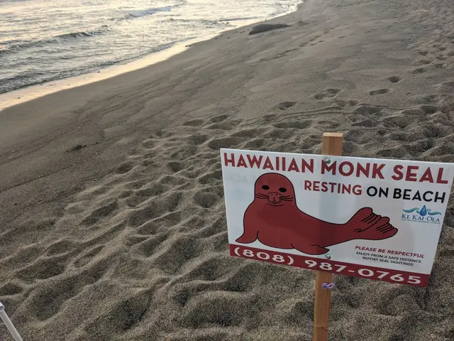 The image shows a Hawaiian monk seal resting on the beach, with a board attached to a wooden pole...