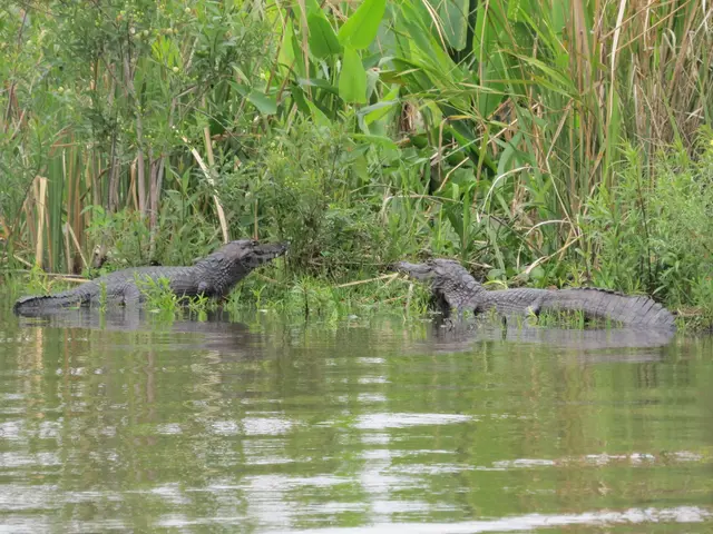 The image shows two alligators swimming in the water near tall grass and plants. The water is still...