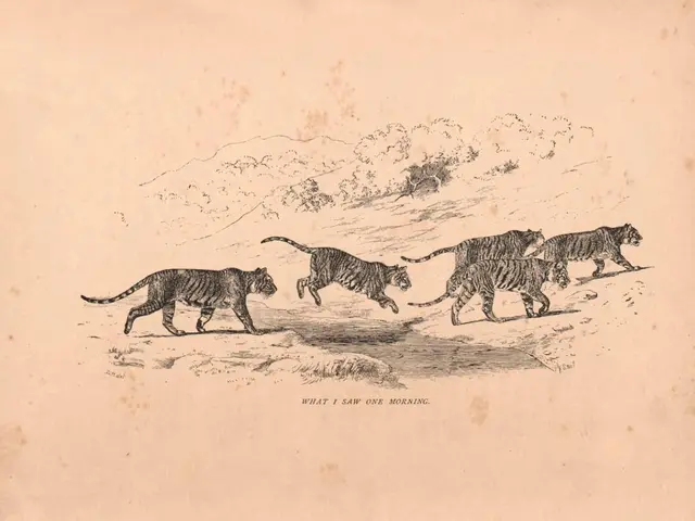 The image shows a group of tigers running across a dirt field, with trees in the background. At the...