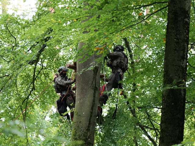 The image shows two men in the woods with chainsaws, climbing up a tree. They are both wearing...
