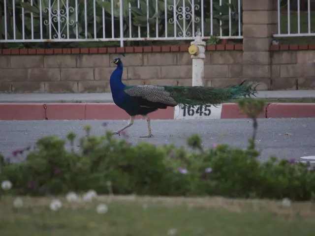 The image shows a peacock walking down the street in front of a building, surrounded by plants,...