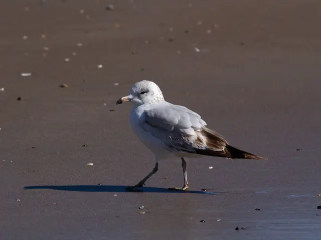 The image shows a larus delawarensis, a seagull, walking on the beach. It has a white body with a...