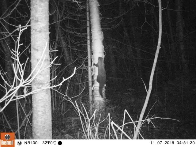 The image shows a black and white photo of a bear in the woods at night, surrounded by trees and...
