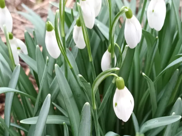 The image shows a garden with snowdrops in the foreground, their white petals standing out against...