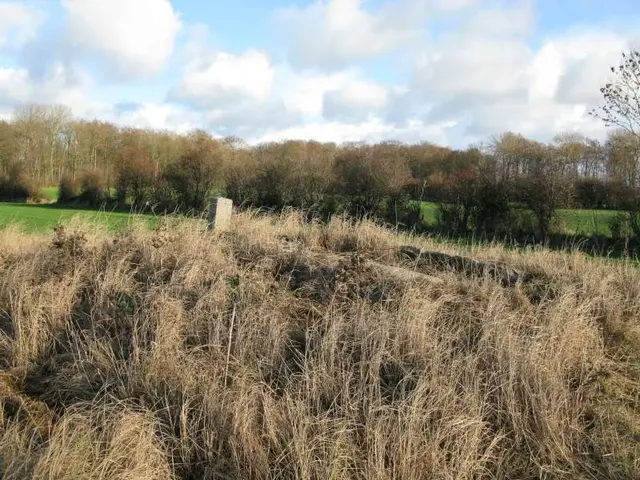 The image shows a grassy field with tall grass and trees in the background, and in the foreground...