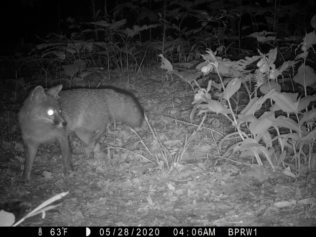 The image shows a black and white photo of a fox in the woods at night, surrounded by plants. At...