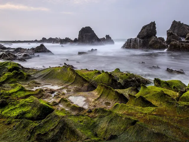 The image shows a long exposure shot of a rocky beach covered in green algae, with the water...