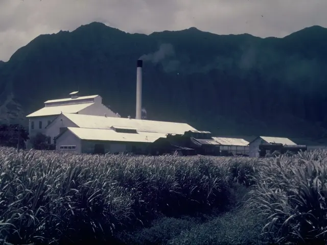 The image shows an old photo of a sugarcane factory in the middle of a field, surrounded by plants...