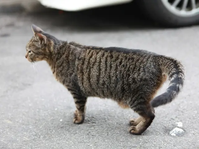 In this picture there is a cat in the center of the image and there is a car at the top side of the...
