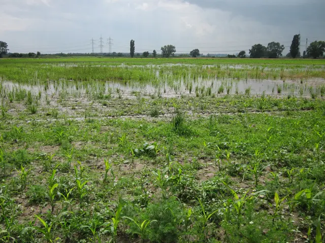 The image shows a field of cultivated land with a paddy field in the middle of it, surrounded by...
