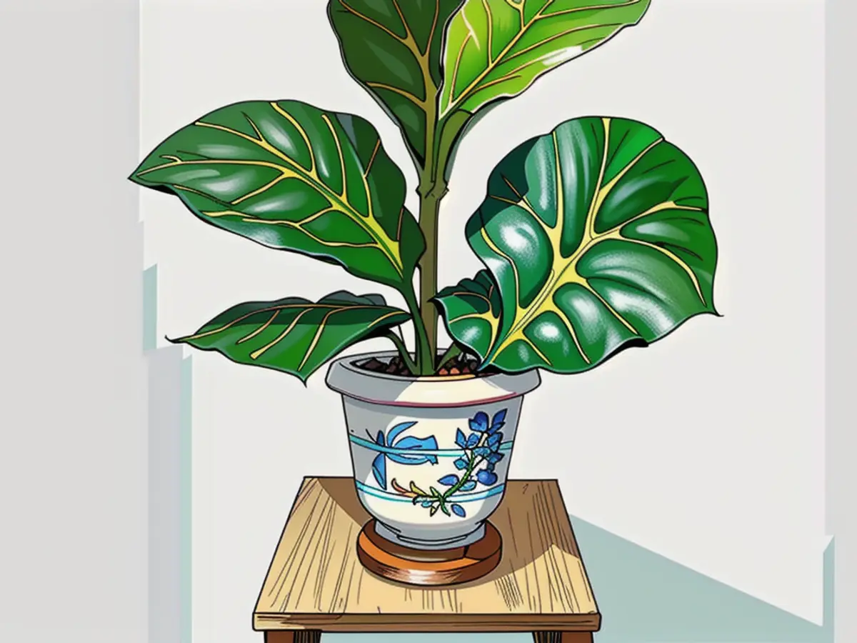 Wooden stand housing a potted fiddle leaf fig plant, fitting for domestic interior decoration