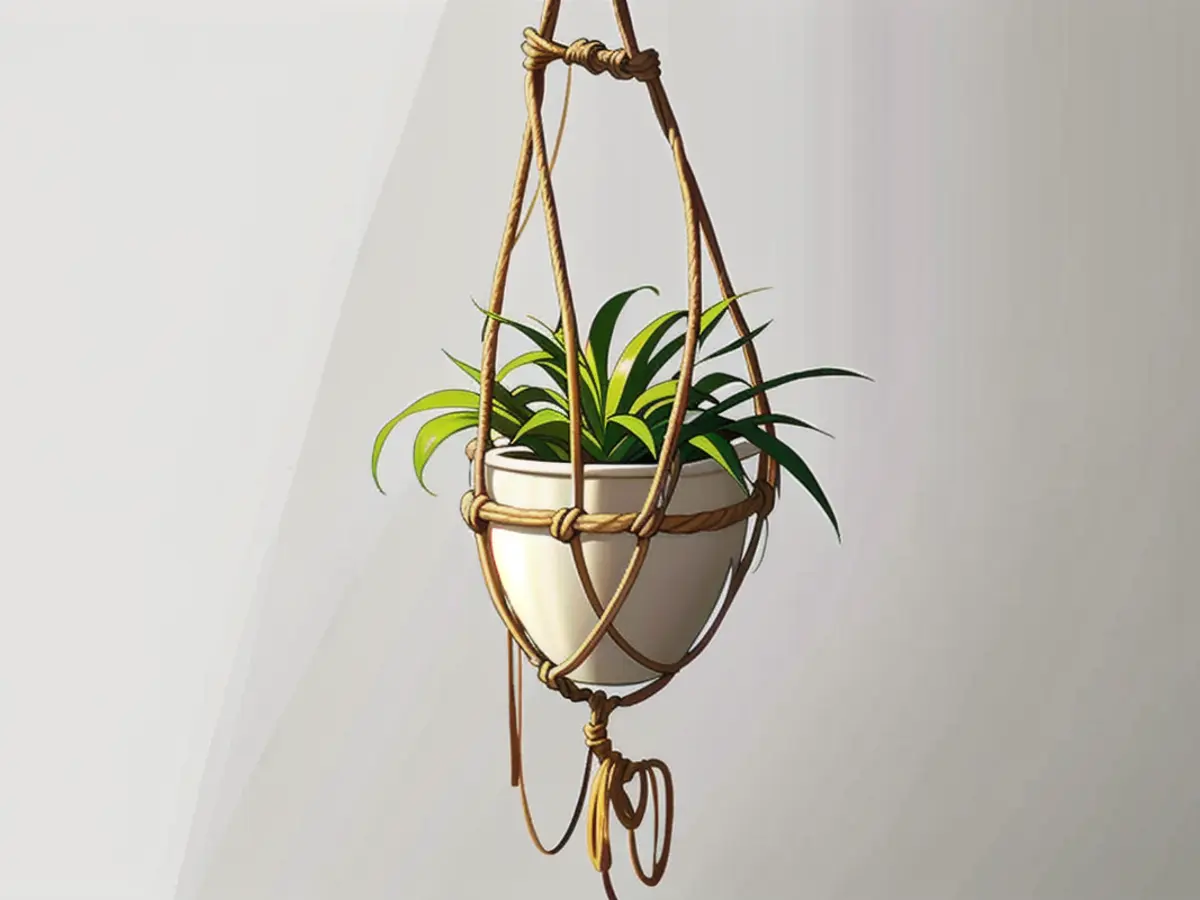 Macrame plant hanger bearing a diminutive air plant, displayed against a simple backdrop Hanging macramé planter featuring a miniature air plant Standing alone against a simple backdrop