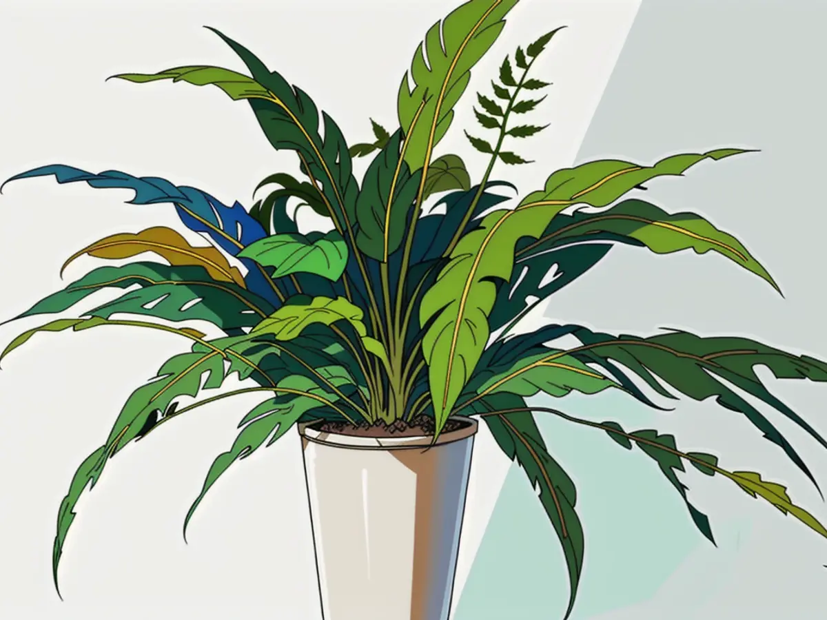 Fern plant in a white ribbed container, featuring long, slender, arched fronds indoors. Fern plant in a ribbed white pot, displaying long, slender, arcing fronds indoors
