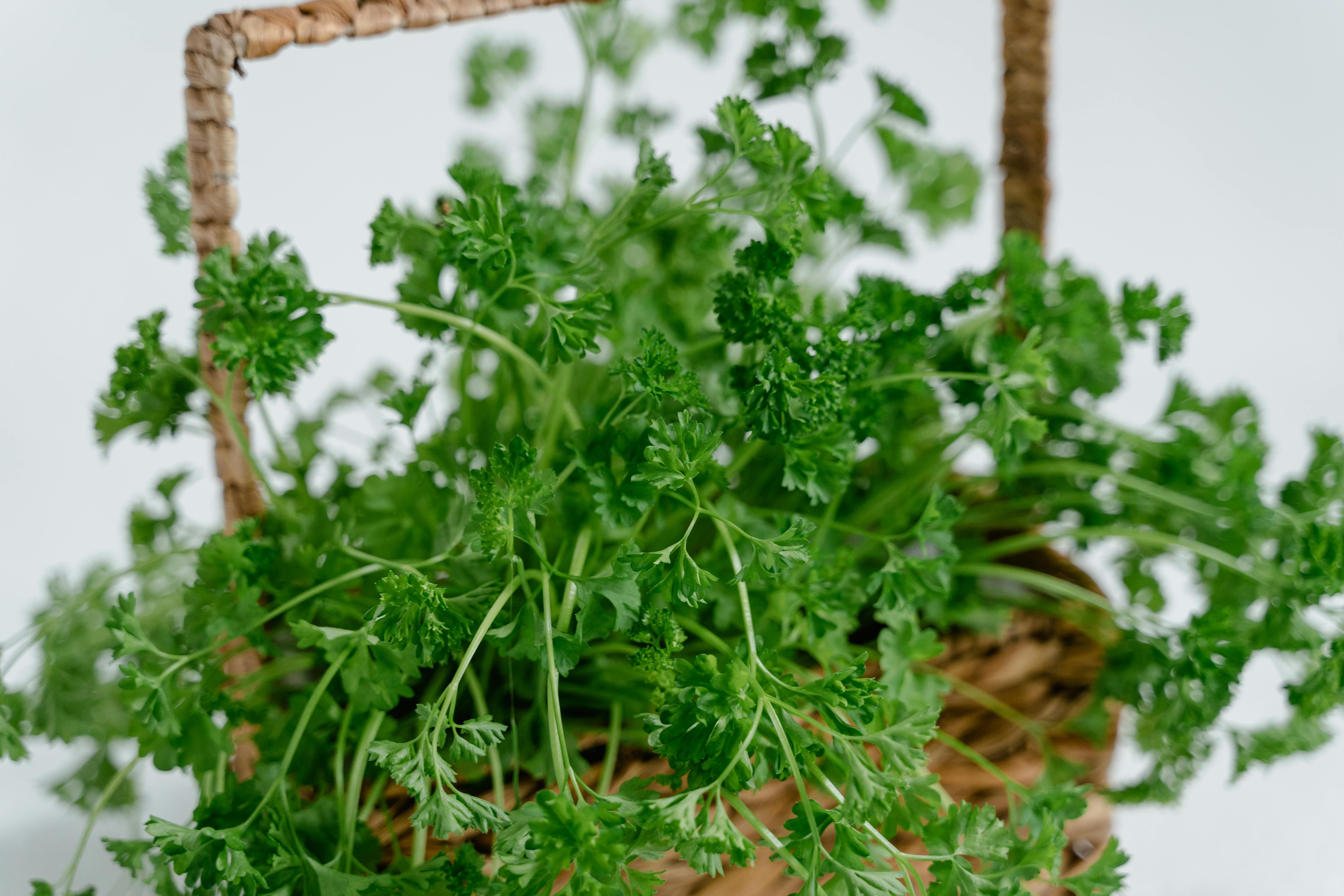 Thriving Parsley Market Set Up Inside a Container Thriving Parsley Market Within a Container