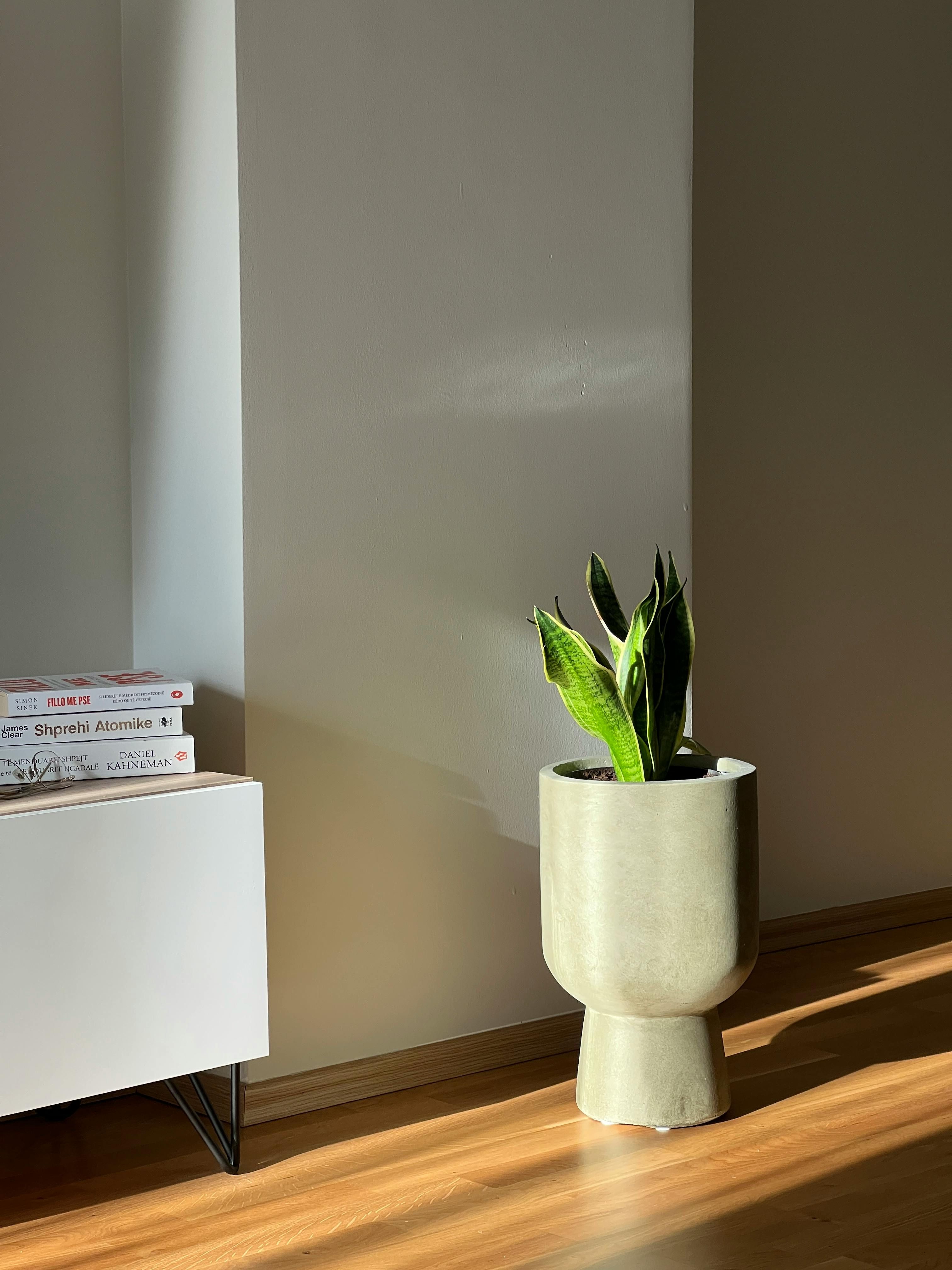 Housebound snake plant in its ceramic vessel A pot-standing snake plant is observed.