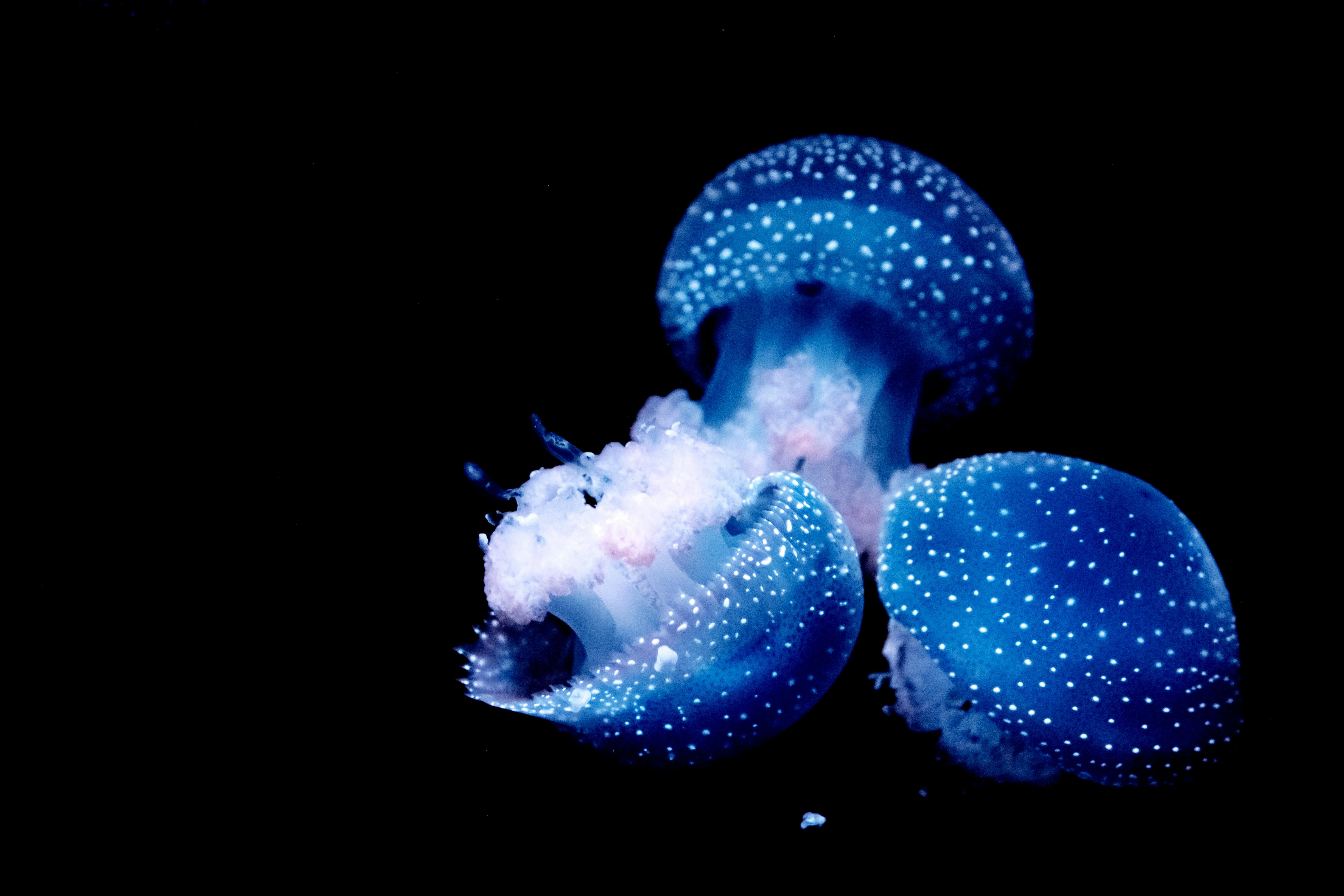 Toilet bowl emitting a radiant blue glow