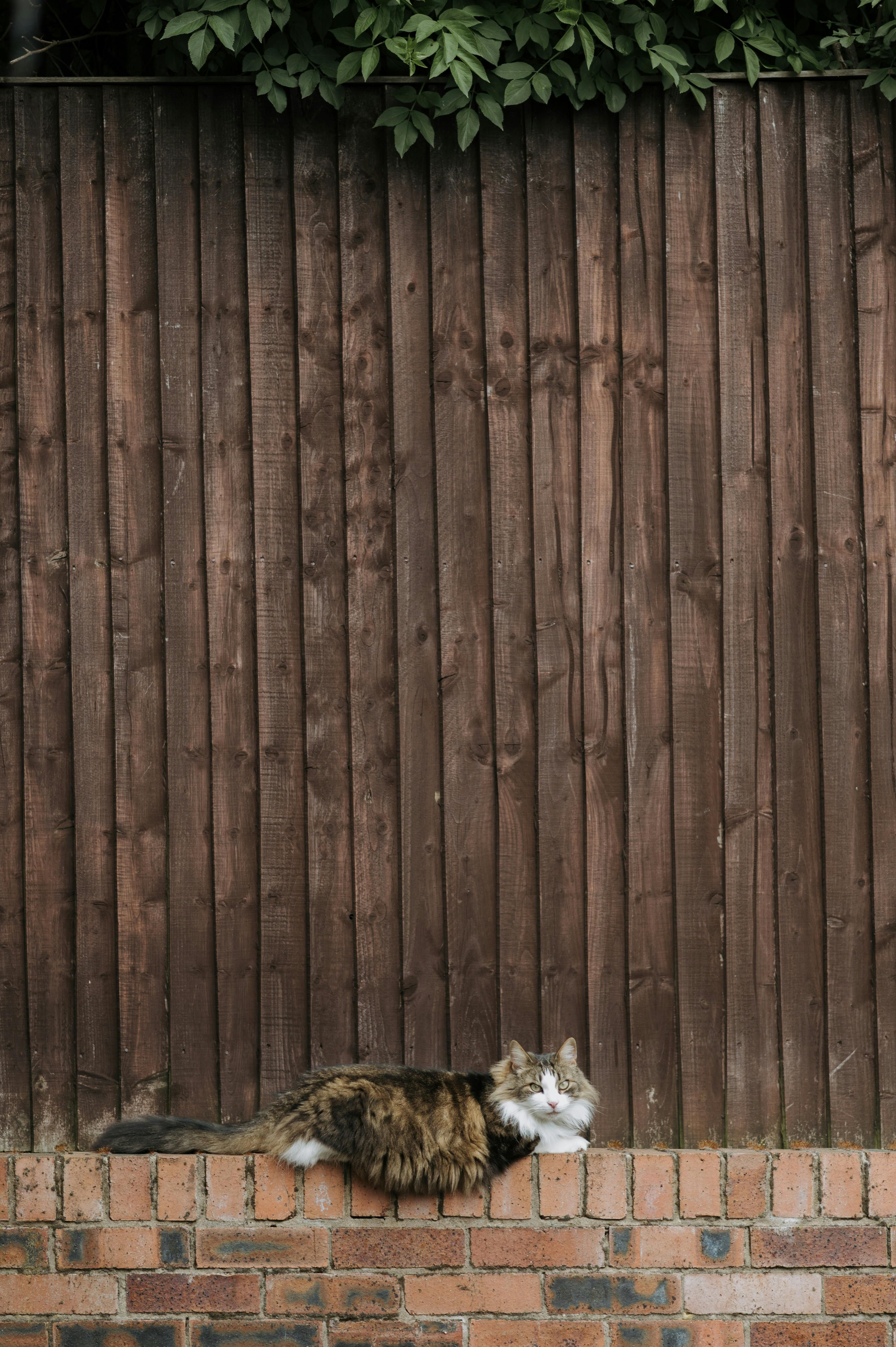 Wood-heated stove housed with a feline lounging nearby, cat nestled within log rack setup Wood-stove nestled by a dead log rack, with a feline lounging comfortably within