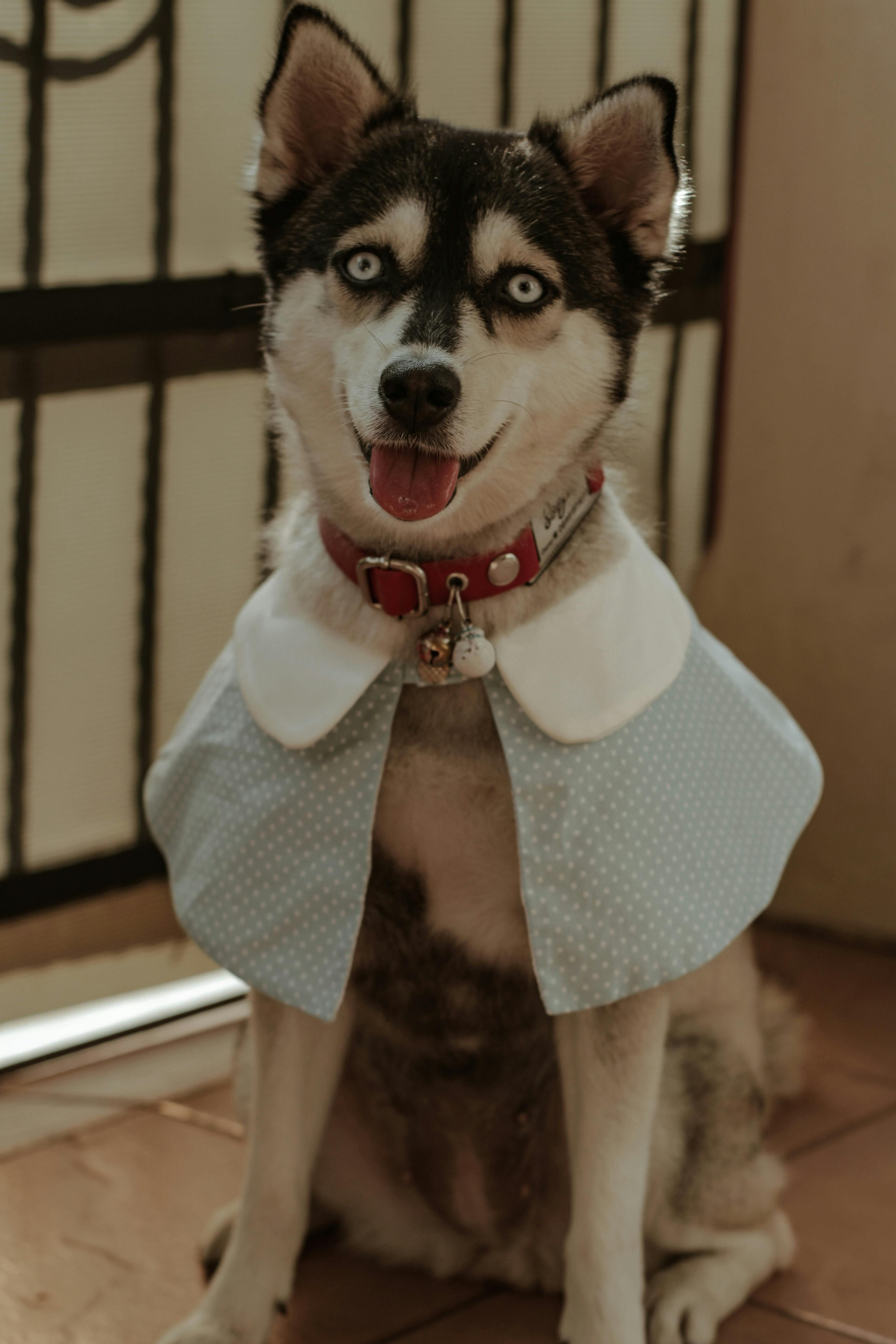 Dog Owner Snapshots of Their Pet Donning a Red LED Hoodie Image of Reviewer's Canine Companion Sporting Red LED Accessory