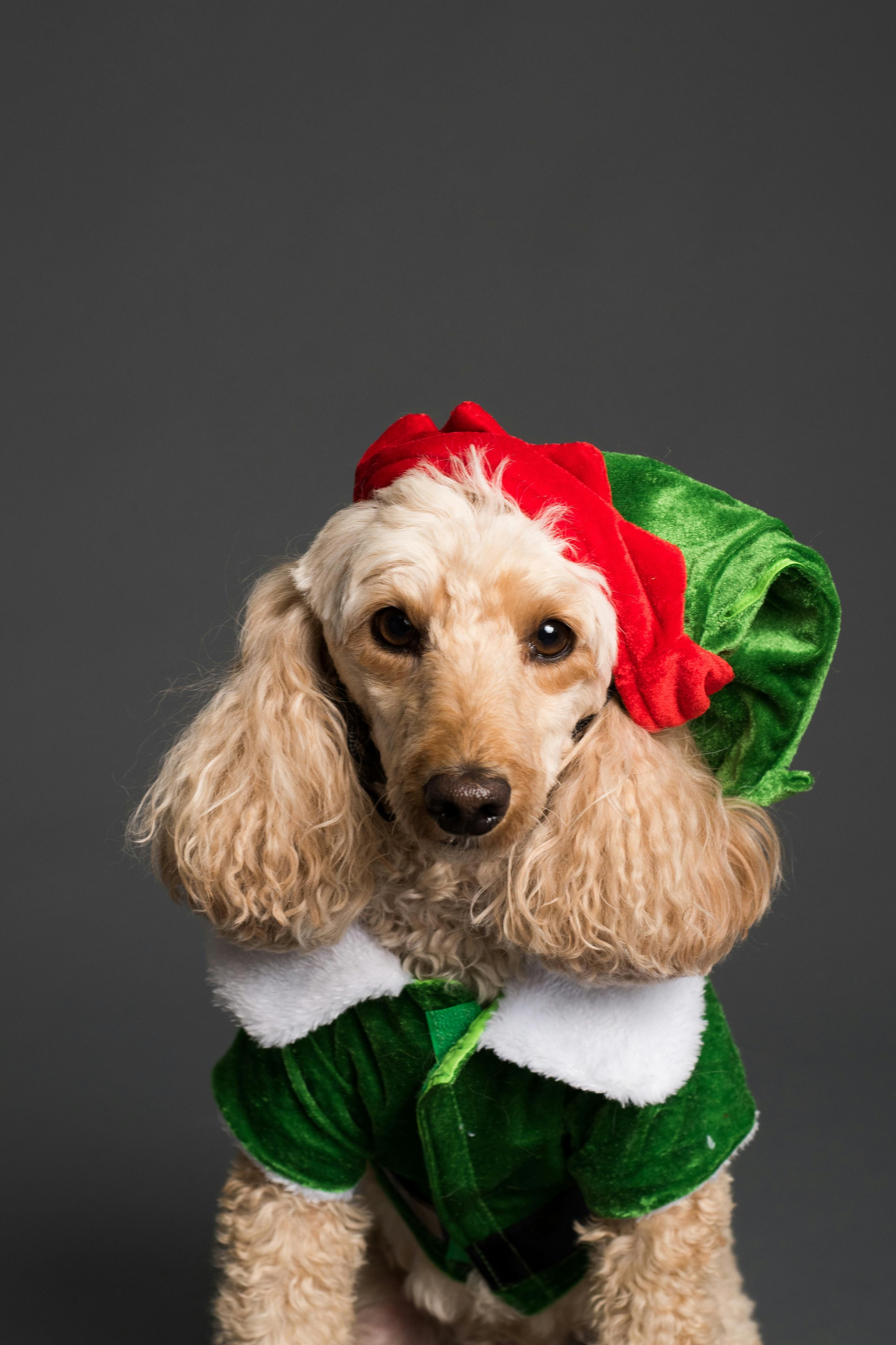 Snapshots of Canine Companion Sporting Green Attire Dog Owner's Snapshot Showcasing Pet in Green Canine Attire